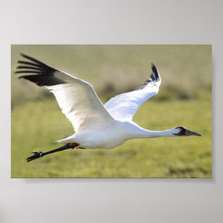 Virke (Grus americana) Poster