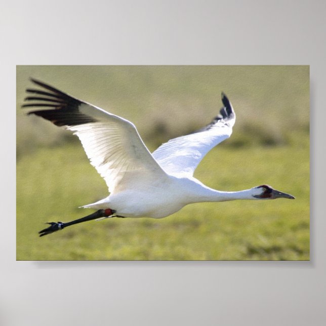 Virke (Grus americana) Poster (Framsidan)