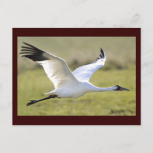 Virke (Grus americana) Vykort