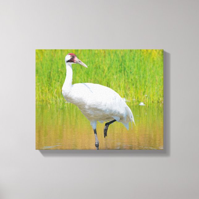 Viropande Crane Wading i Marsh Canvastryck (Framsida)