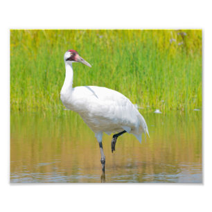 Viropande Crane Wading i Marsh Fototryck