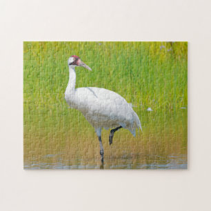 Viropande Crane Wading i Marsh Pussel