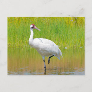 Viropande Crane Wading i Marsh Vykort