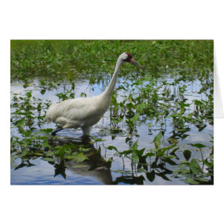 Viroping Crane Hunting Hälsningskort