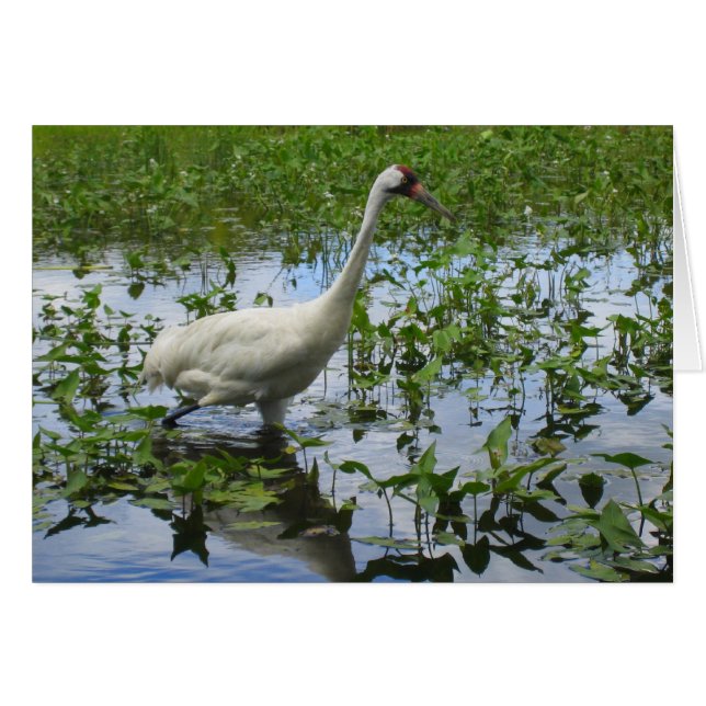 Viroping Crane Hunting Hälsningskort (Framsidan Horizontal)