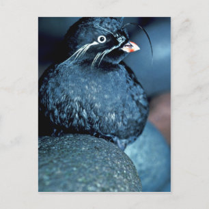 Virvlat Auklet Vykort