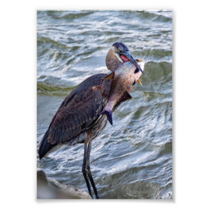 Visa av Underbart blått Heron Fototryck
