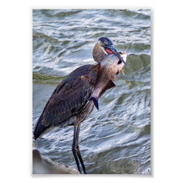 Visa av Underbart blått Heron Fototryck (Framsidan)