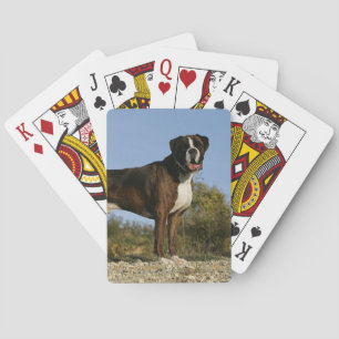 Visa avstånd för Boxer-Hund Casinokort