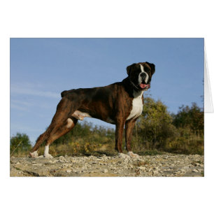 Visa avstånd för Boxer-Hund Hälsningskort