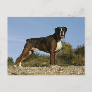 Visa avstånd för Boxer-Hund Vykort