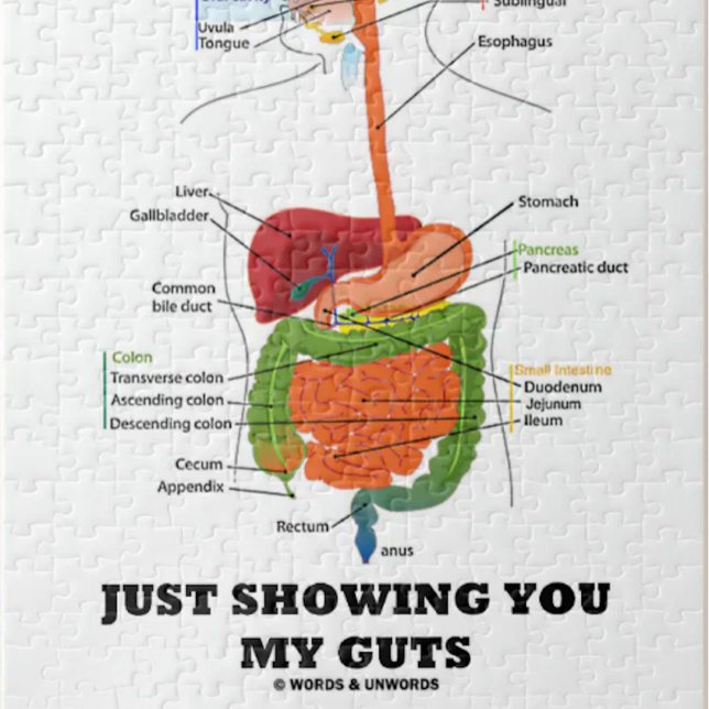 Visa bara mina muskler (matsmältningssystemet Humo Pussel (Jigsaw puzzle featuring human digestive system along with truism caption "Just Showing You My Guts".)