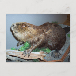 Visa Beaver Vykort