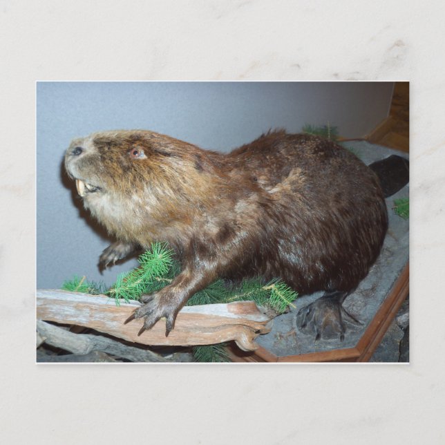 Visa Beaver Vykort (Framsida)