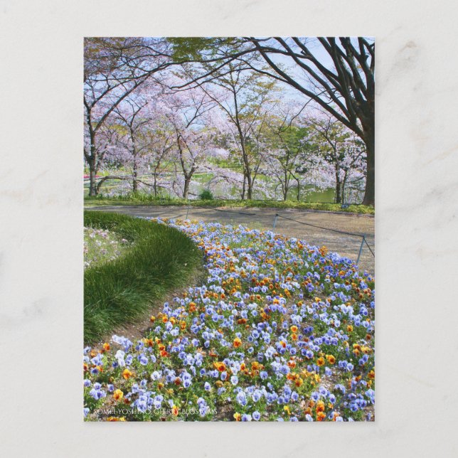 Visa blommar för körsbär (& Viola) Vykort (Framsida)