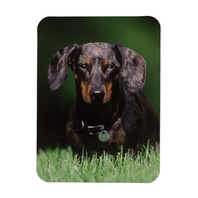 Visa Dapple färgad Dachshund Magnet (Vertikal)