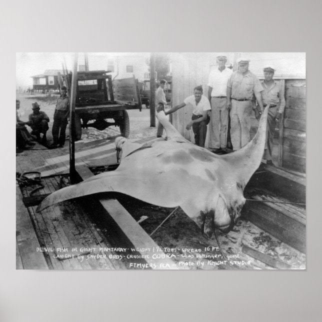 Visa en Caught Manray Poster (Framsidan)