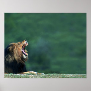 Visa en Lejon (Panthera leo) som öppnar munnen Poster