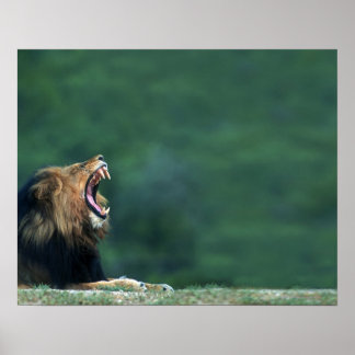 Visa en Lejon (Panthera leo) som öppnar munnen Poster