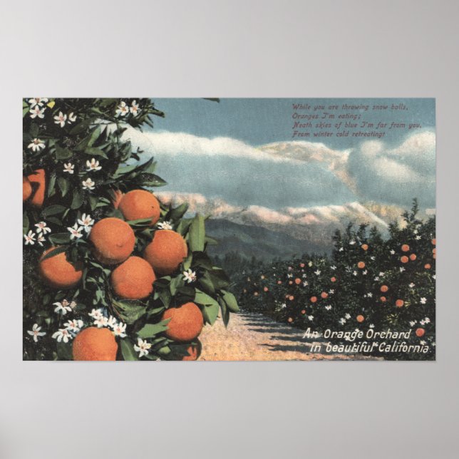 Visa en Orange Orchard med berg Poster (Framsidan)