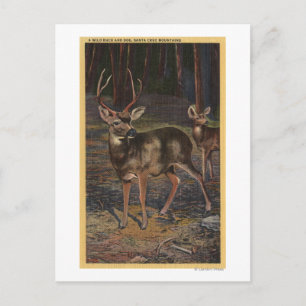 Visa en Vild Buck & Doe Vykort