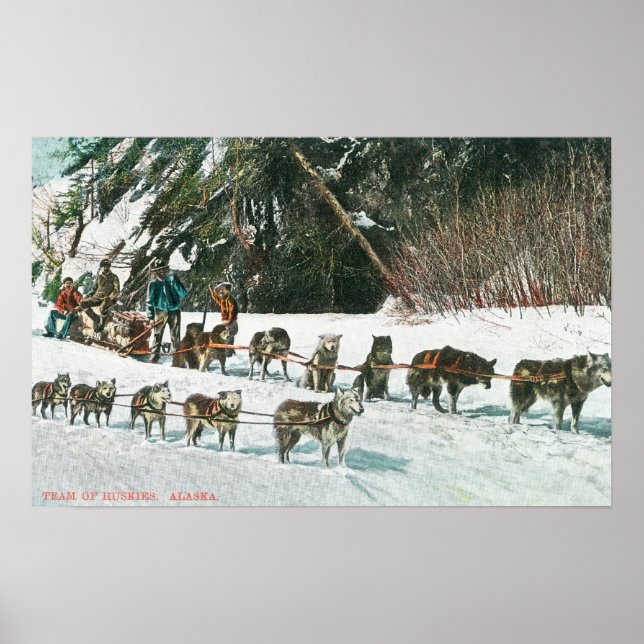 Visa ett Husky Hund-Sled-team Poster (Framsidan)