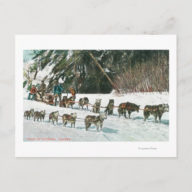 Visa ett Husky Hund-Sled-team Vykort (Framsida)