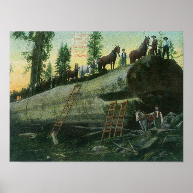 Visa ett loggningsteam på en Fallen Redwood Poster (Framsidan)