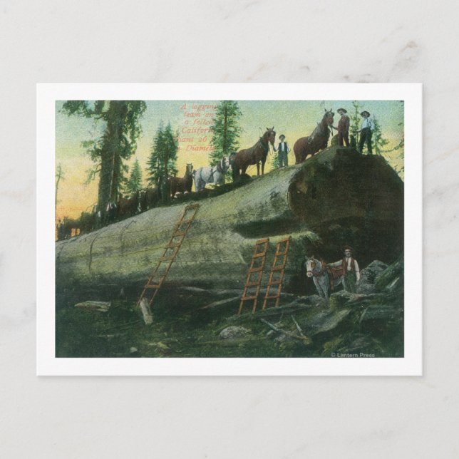 Visa ett loggningsteam på en Fallen Redwood Vykort (Framsida)