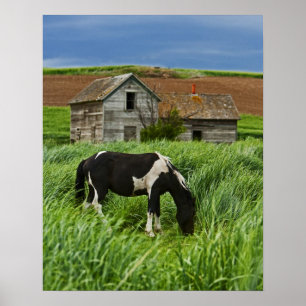 Visa hästar i fält i Palouse 2 Poster