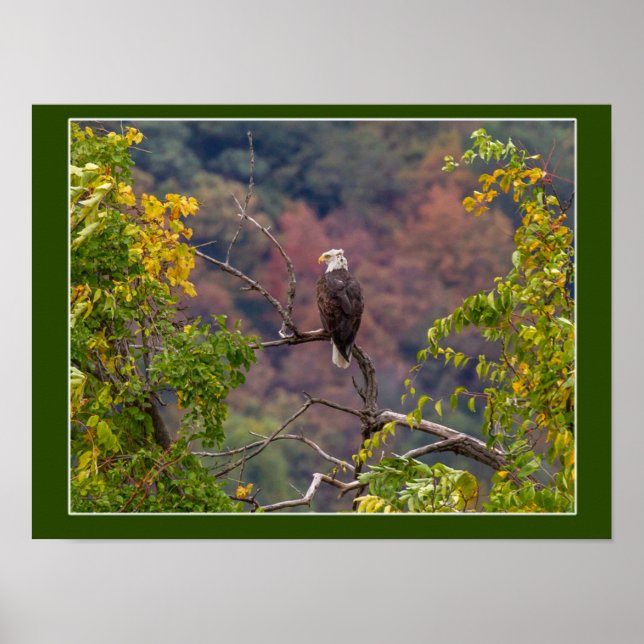 Visa höst poster (Framsidan)