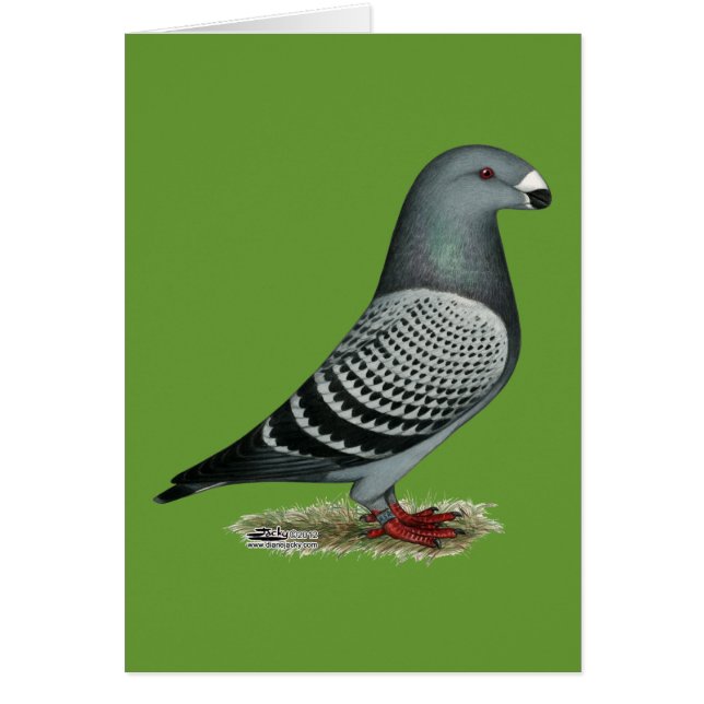 Visa kontroll av rasistiska ljus OBS kort (Framsidan)