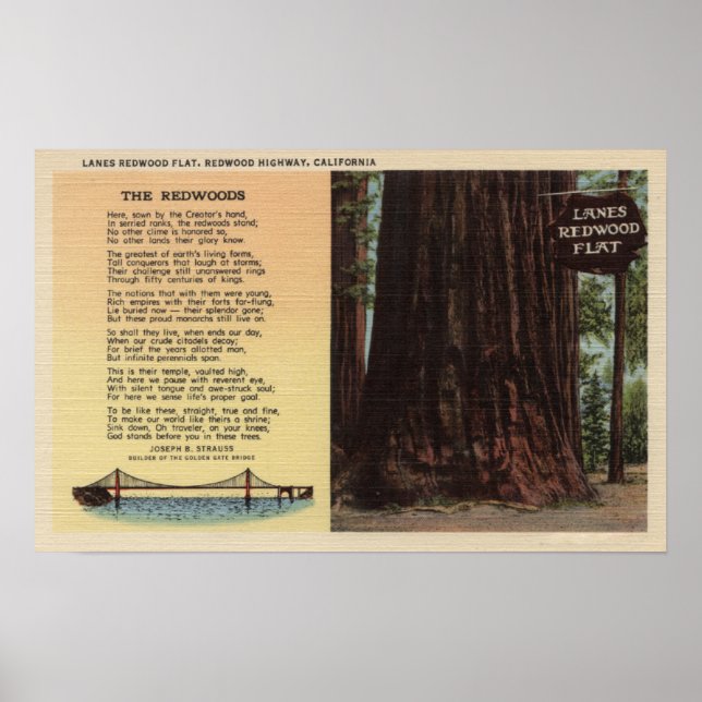 Visa Lanes Redwood Flat Poster (Framsidan)
