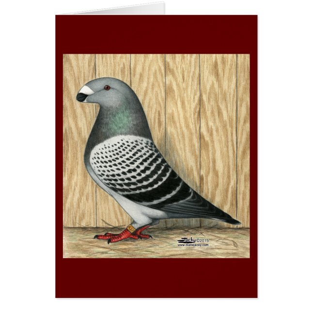 Visa medelstor kontroll för rasism OBS kort (Framsidan)