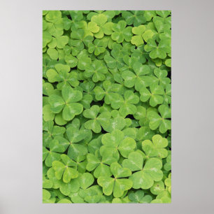 Visa Oxalis Oregana wood Sorrel Foliage Poster