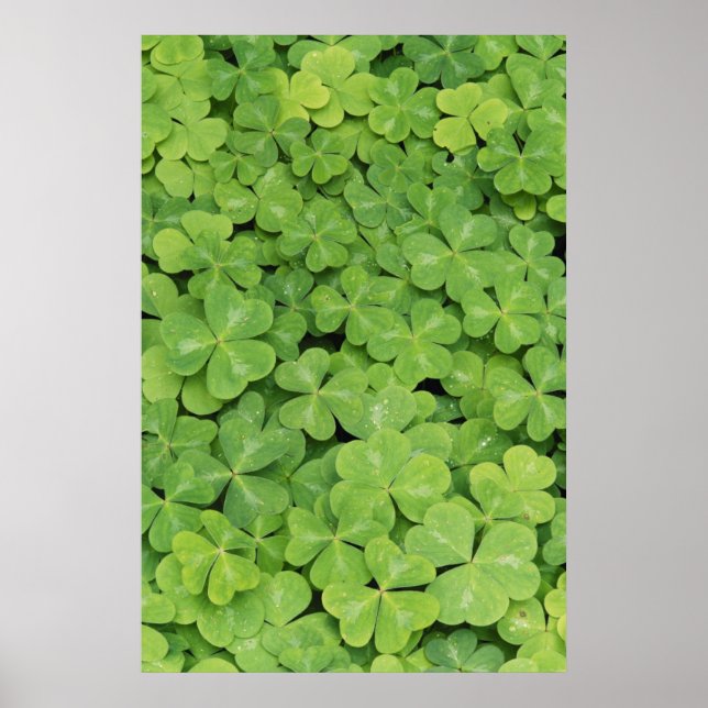 Visa Oxalis Oregana wood Sorrel Foliage Poster (Framsidan)