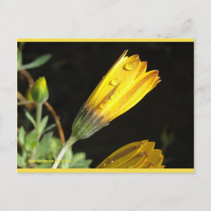 Visa på en Gult Daisy Blue Beach Sång™-vykort Vykort