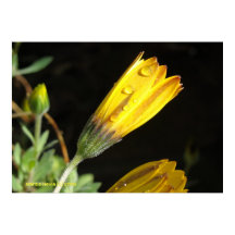 Visa på en Gult Daisy