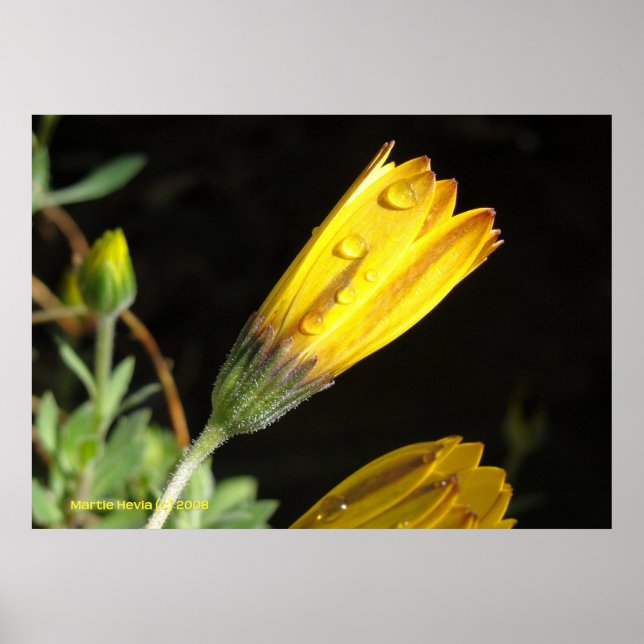 Visa på en Gult Daisy Poster (Framsidan)