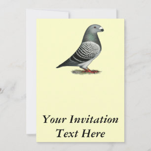 Visa Pigeon för Racer Blue Checker Inbjudningar