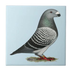 Visa Pigeon för Racer Blue Checker Kakelplatta