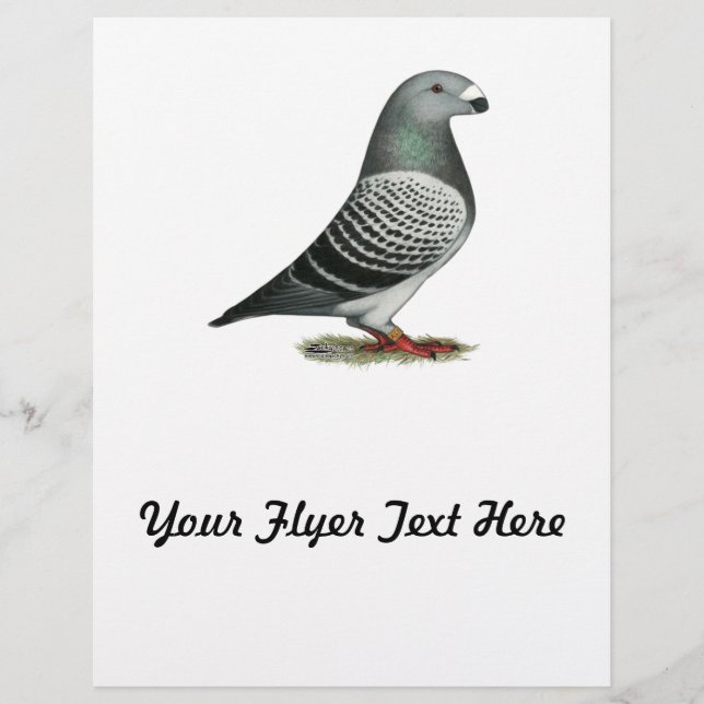 Visa Pigeon för Racer Blue Checker Reklamblad (Framsidan)
