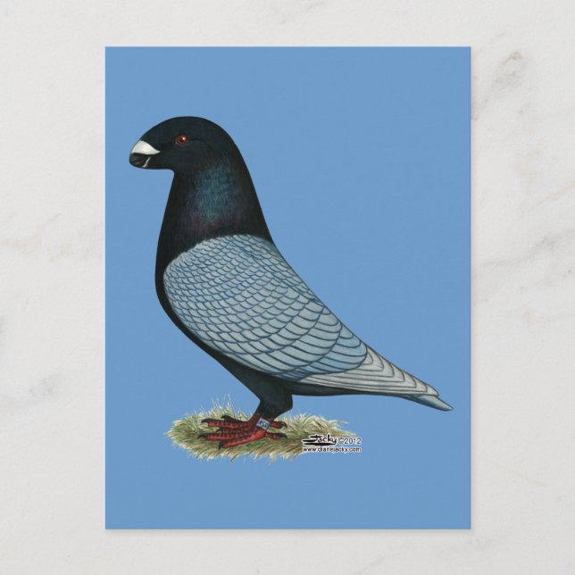 Visa Racer Andalusien Vykort (Framsida)