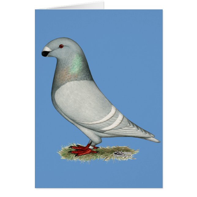 Visa Racer Concept Hen OBS Kort (Framsidan)