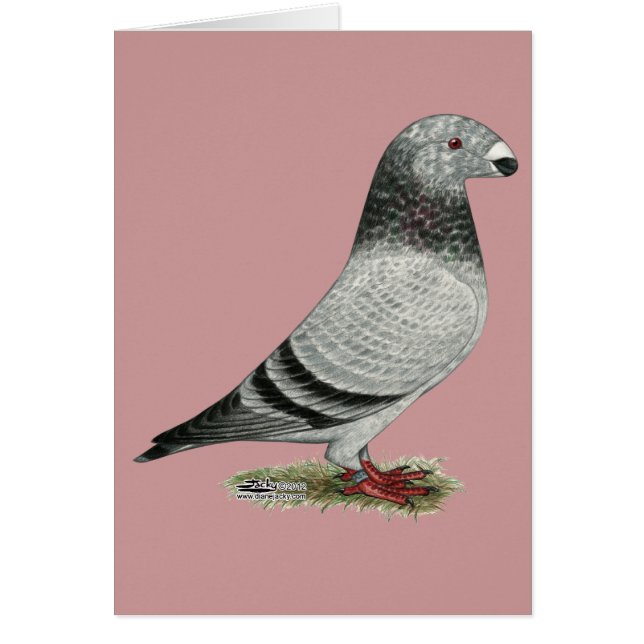 Visa Racer Grizzle OBS Kort (Framsidan)