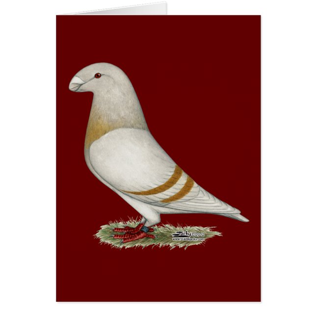 Visa Racer Gult Pub OBS Kort (Framsidan)