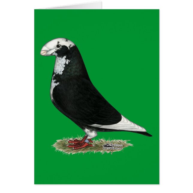 Visa racer Pied OBS Kort (Framsidan)