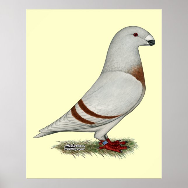 Visa Racer Red Pub Pigeon Poster (Framsidan)
