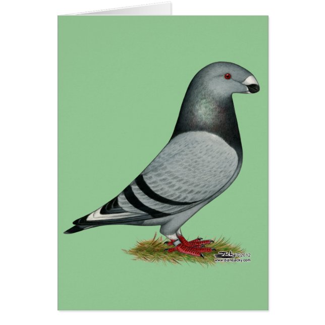 Visa rasismfelmarkering OBS kort (Framsidan)