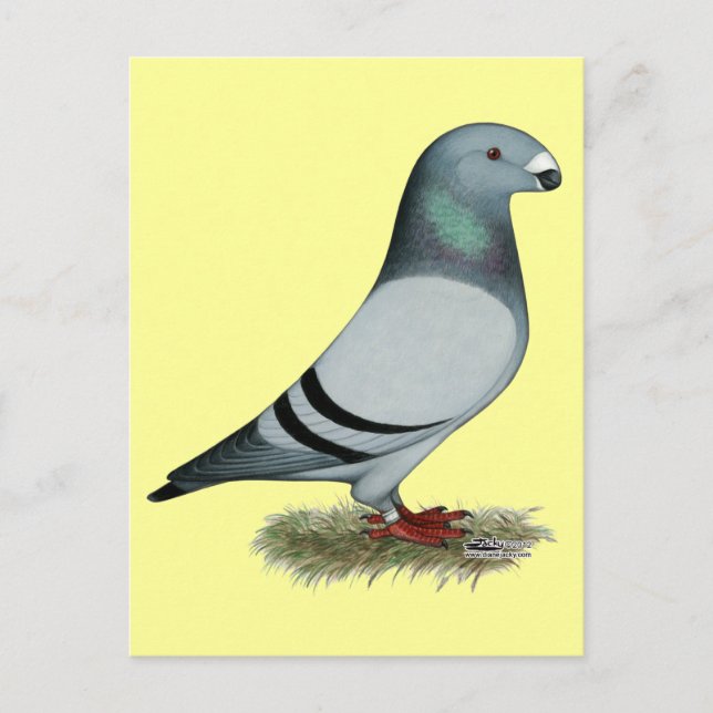 Visa rasistiska koncept vykort (Framsida)